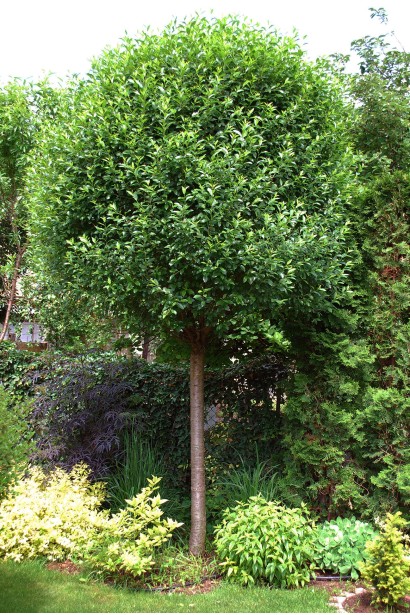 Вишня Umbraculifera в ландшафте